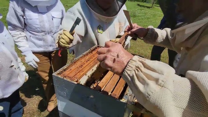 Why It Matters: Honeybees 3
